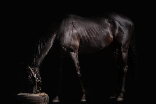 the horse  animal  stallion