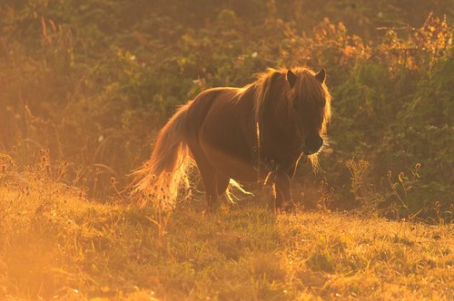 the horse  meadow  sunrise