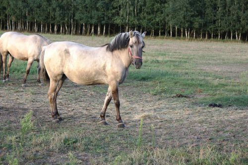 the horse polish horse brown