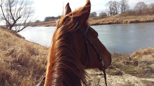 the horse  pond  rudy