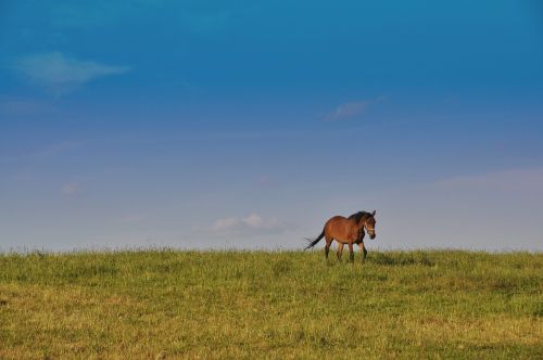 the horse freedom nature