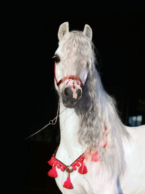 the horse pony animal
