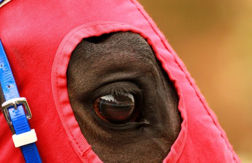 the horses are race horse eyes