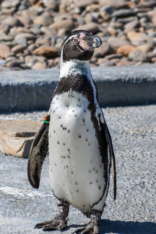 the humboldt penguin  zoo  bird