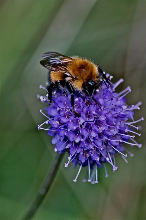 the insect the nature of the flower