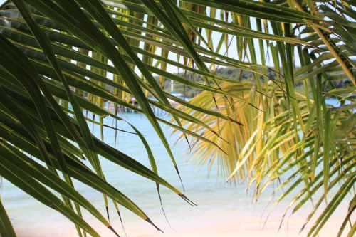 the island of koh kood palm trees water