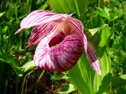 the lady's slipper large-flowered forest orchid shearling
