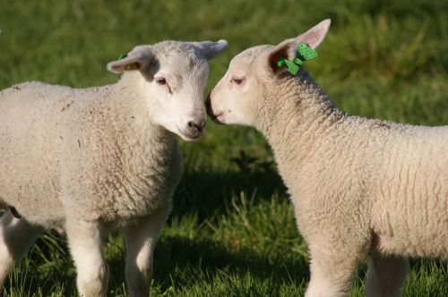 the lambs sheep sheep grazing