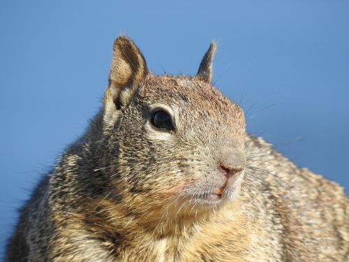 the land list squirrel business