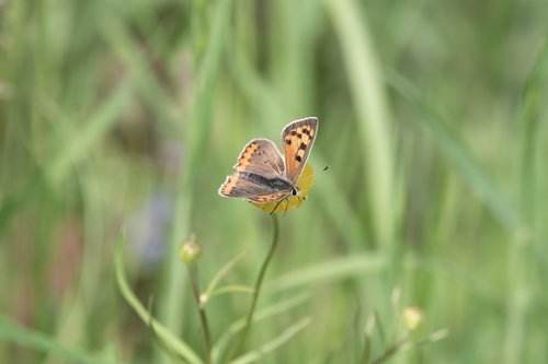 the large černokřídlý  butterfly  meadow