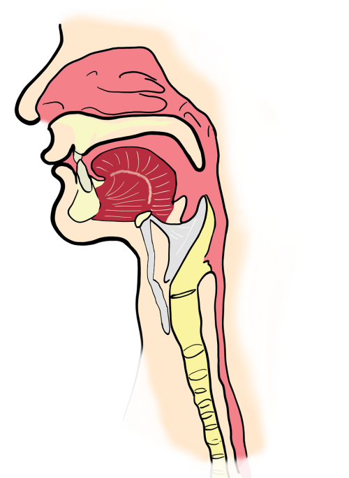 the larynx the pharynx anatomy