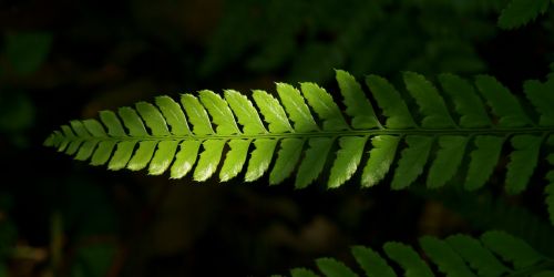 the leaves light fern