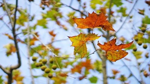 the leaves autumn indus