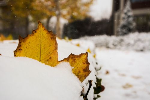 the leaves winter photo