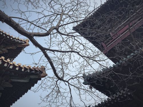 the leaves ancient architecture sky