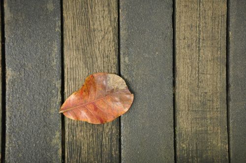 the leaves wood background autumn