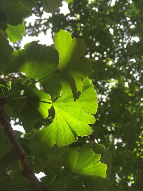 the leaves plant ginkgo