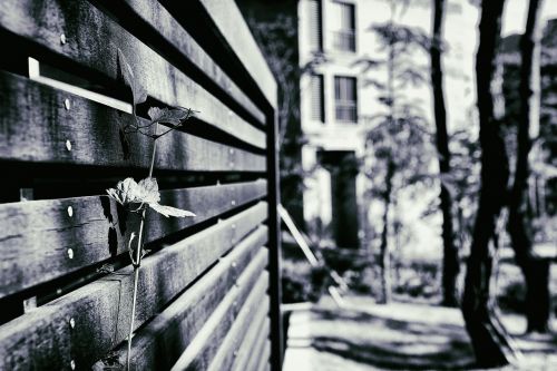 the leaves black and white fence