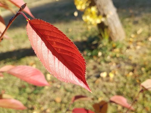 the leaves autumn autumn leaves