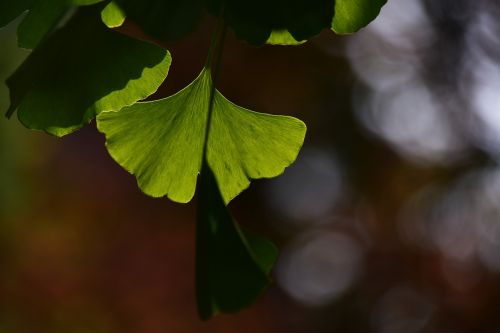 the leaves spring leaf