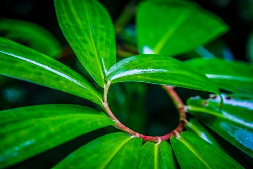 the leaves green macro