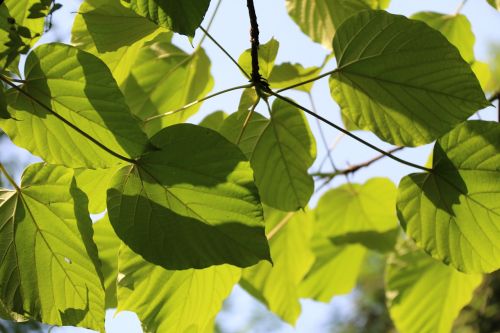 the leaves tree natural