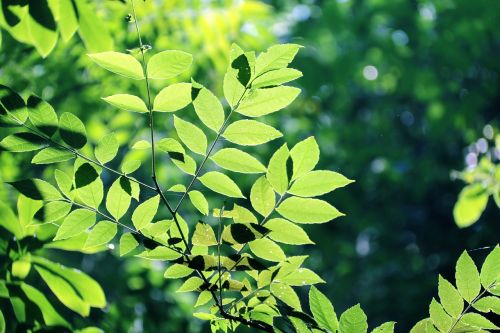 the leaves tree green