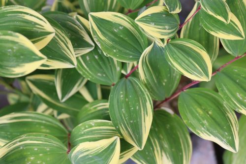 the leaves leaf plants