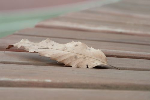 the leaves autumn chair