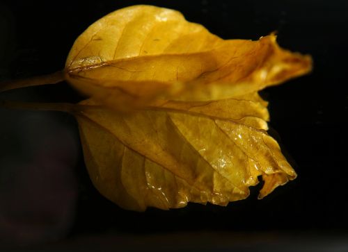 the leaves gold plant