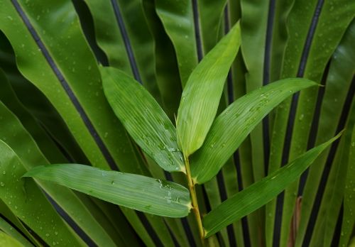 the leaves background green