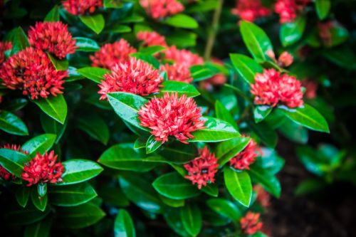 the leaves red flowers green