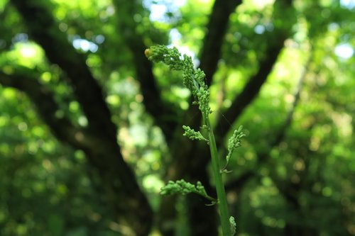 the leaves  leaf  plant