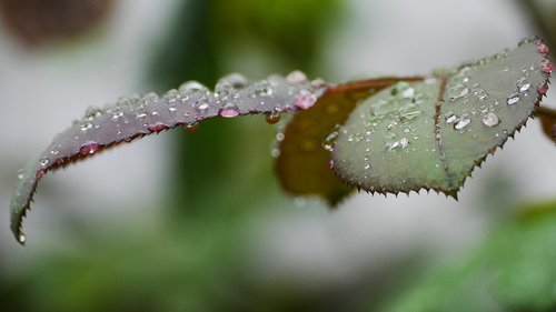 the leaves  dew  forest