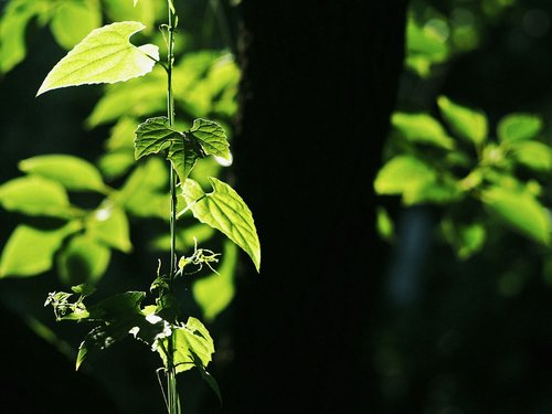 the leaves  natural  green