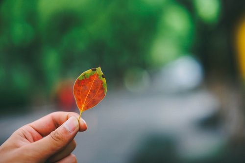 the leaves  leaf  natural