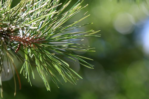 the leaves  pine  nature