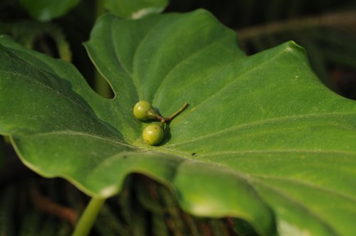 the leaves  plant  fruit