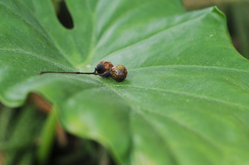 the leaves  plant  fruit