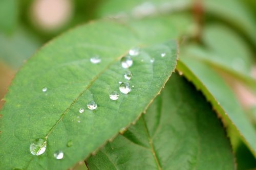 the leaves  trickle  water