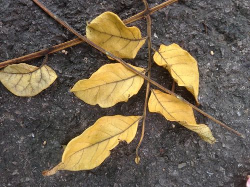 the leaves dead leaves branch