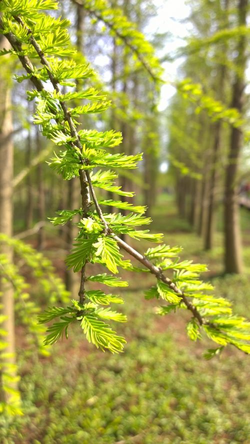 the leaves bud spring