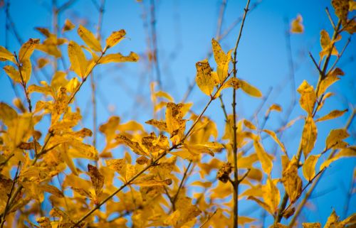 the leaves yellow blue sky