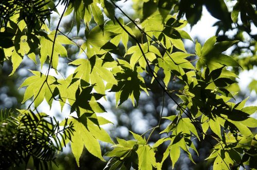 the leaves abstract green maple leaf