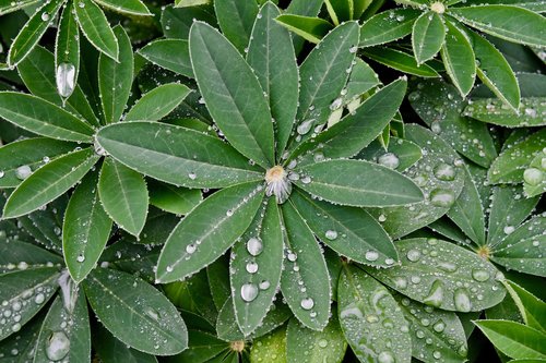 the leaves of lupins  drops of rain  water droplets
