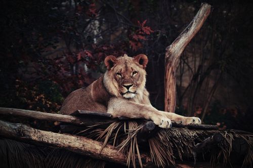 the lion animals savana
