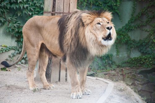 the lion animal zoo