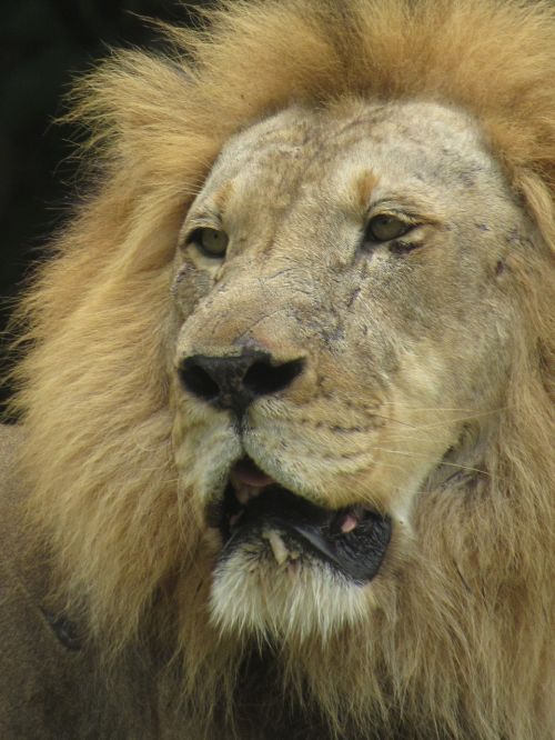 the lion mammal king