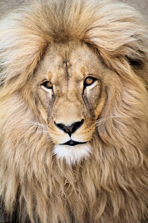 the lion  animal  beast