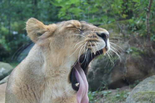 the lioness lion animals